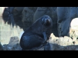 Seal on Rocks 4 1790